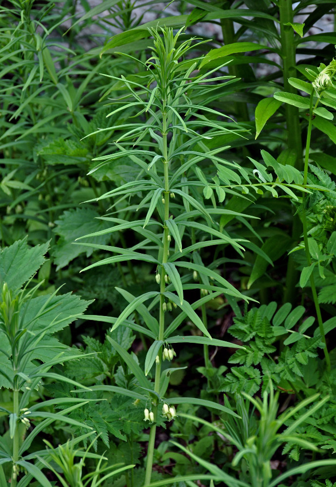 Image of Polygonatum verticillatum specimen.