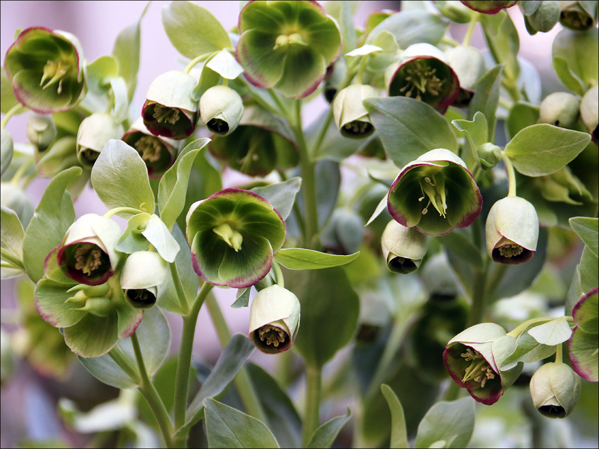 Изображение особи Helleborus foetidus.