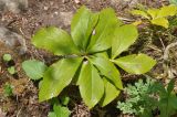 Helleborus caucasicus