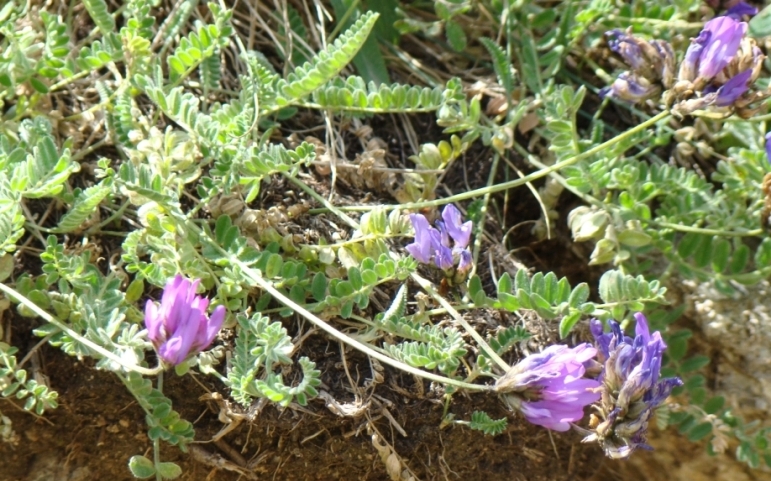 Изображение особи Astragalus incertus.