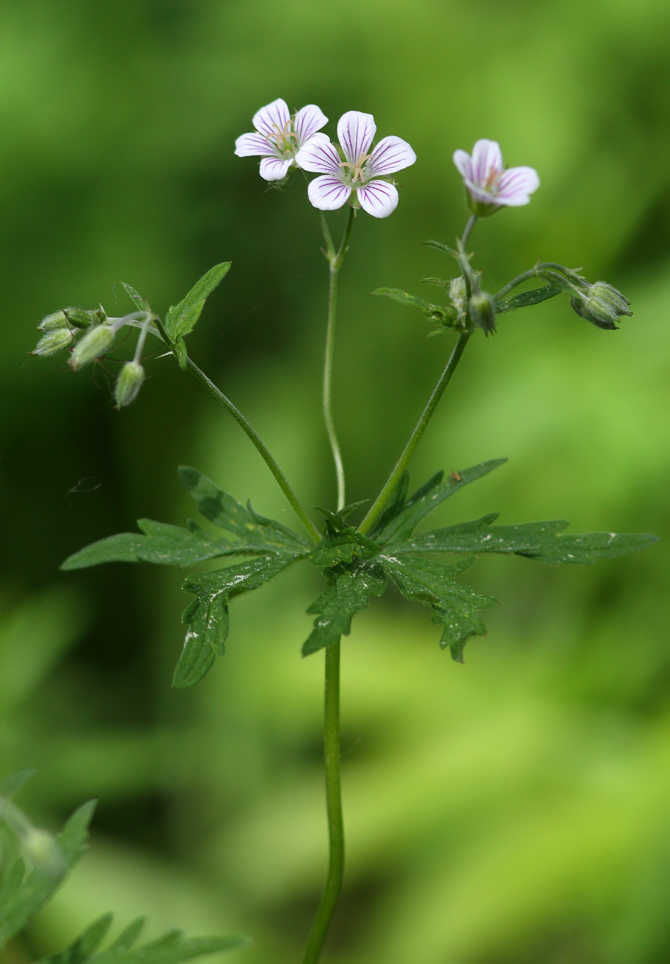 Image of Geranium asiaticum specimen.