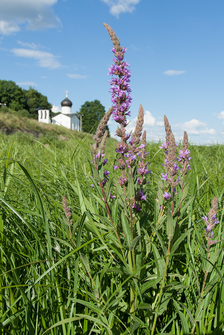 Image of Lythrum salicaria specimen.