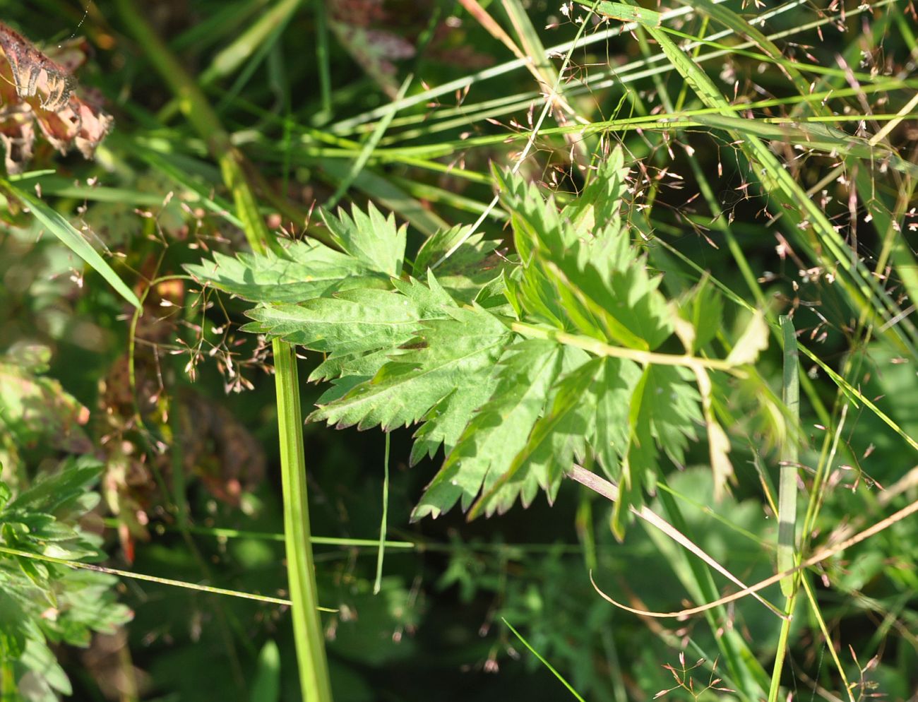 Image of Pimpinella rhodantha specimen.