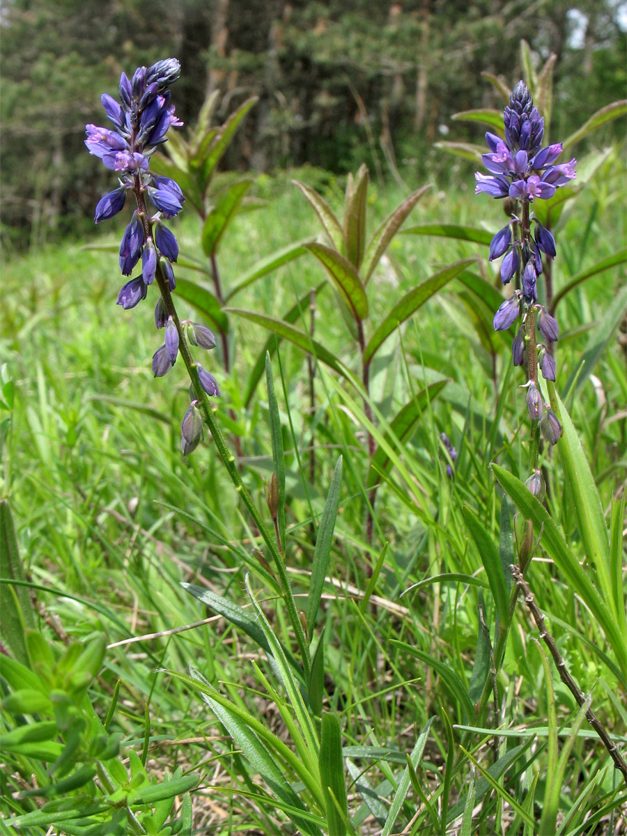 Image of Polygala comosa specimen.