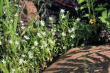 Stellaria crassifolia