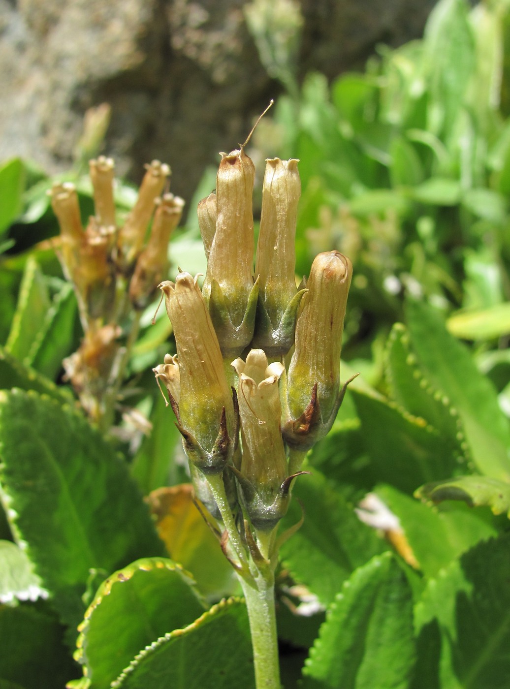 Изображение особи Primula bayernii.