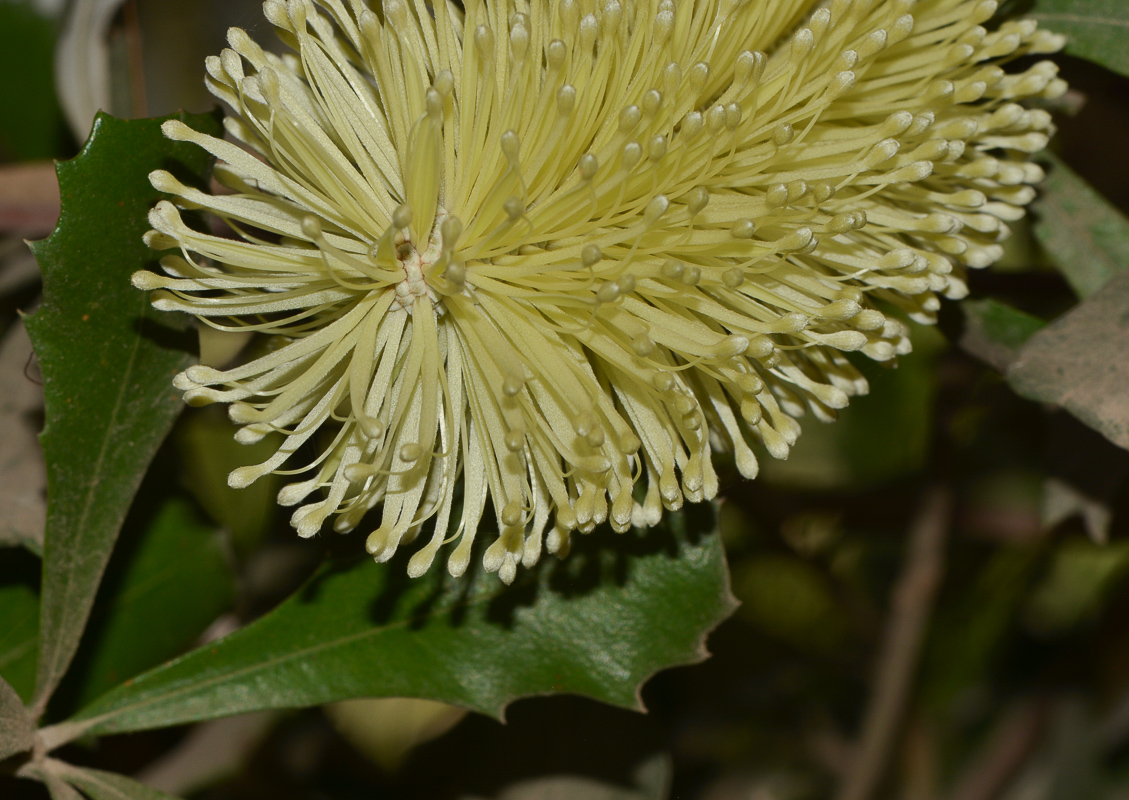 Image of Banksia integrifolia specimen.