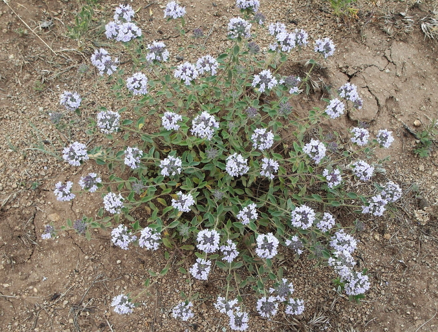 Image of Ziziphora clinopodioides specimen.