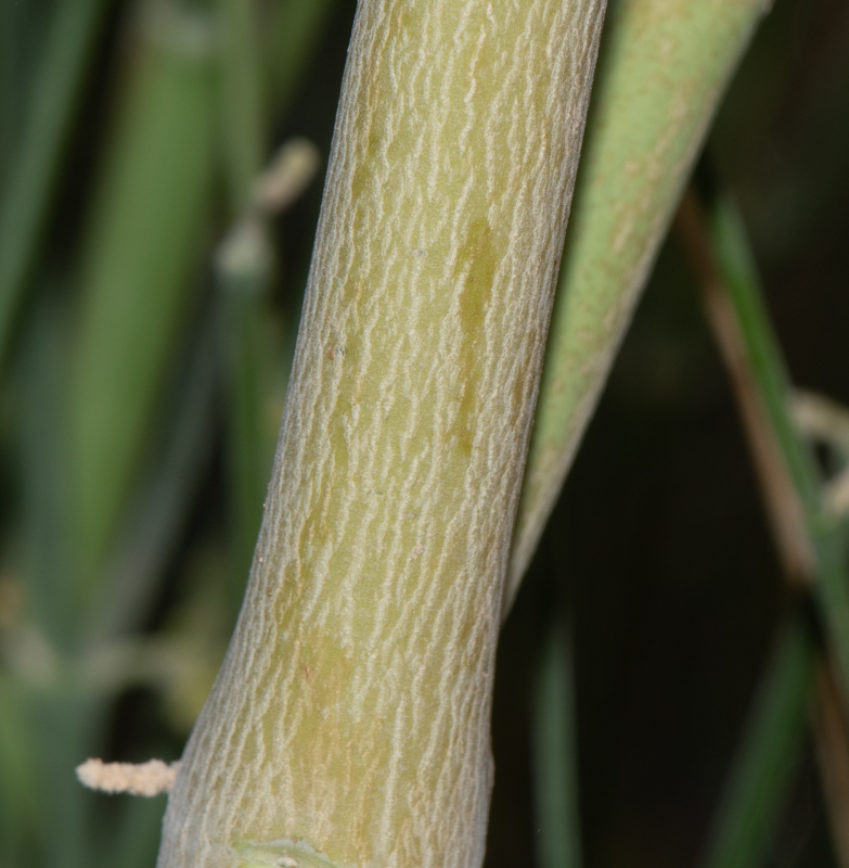 Image of Leptadenia pyrotechnica specimen.