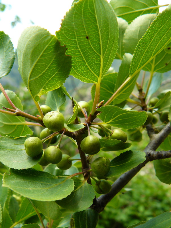 Image of Rhamnus cathartica specimen.