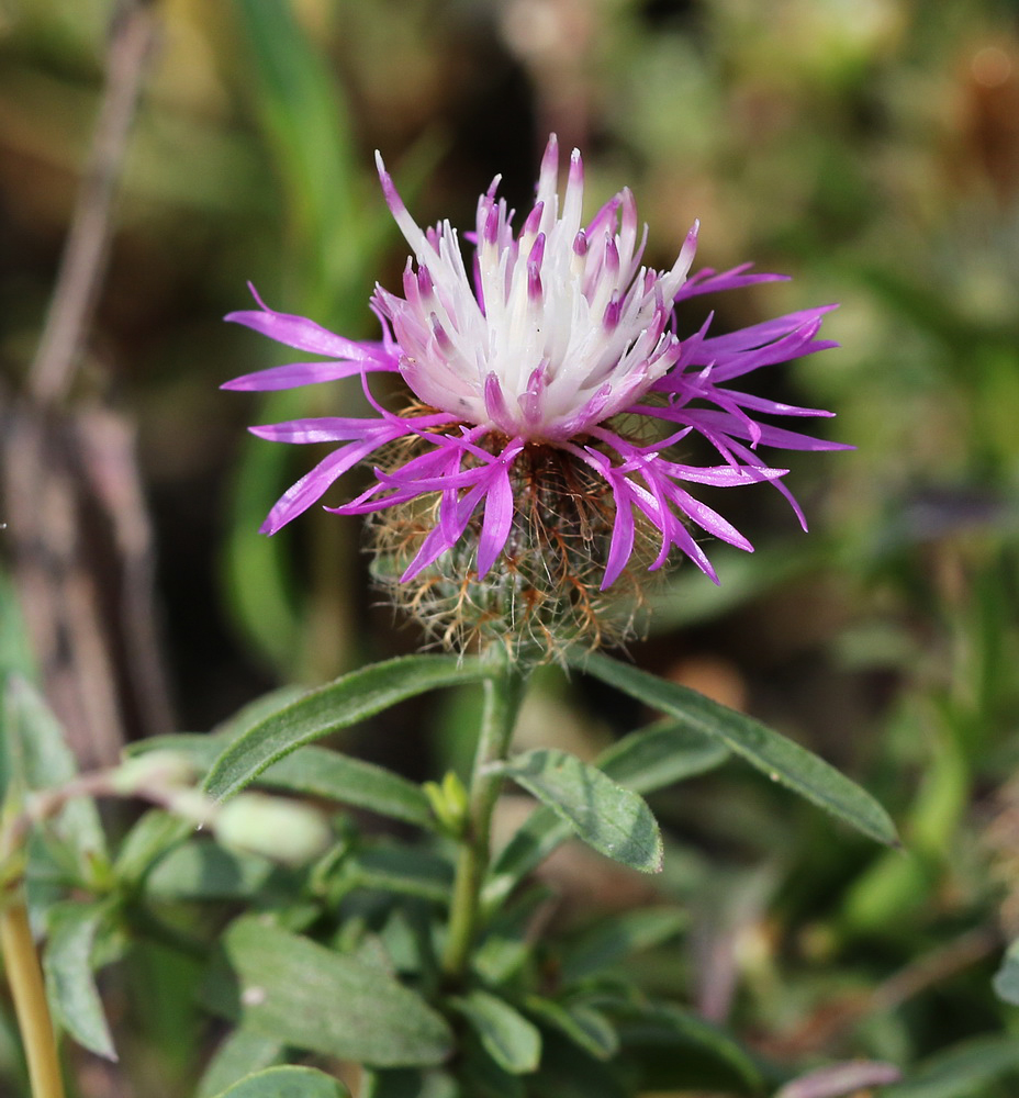 Image of Centaurea trichocephala specimen.