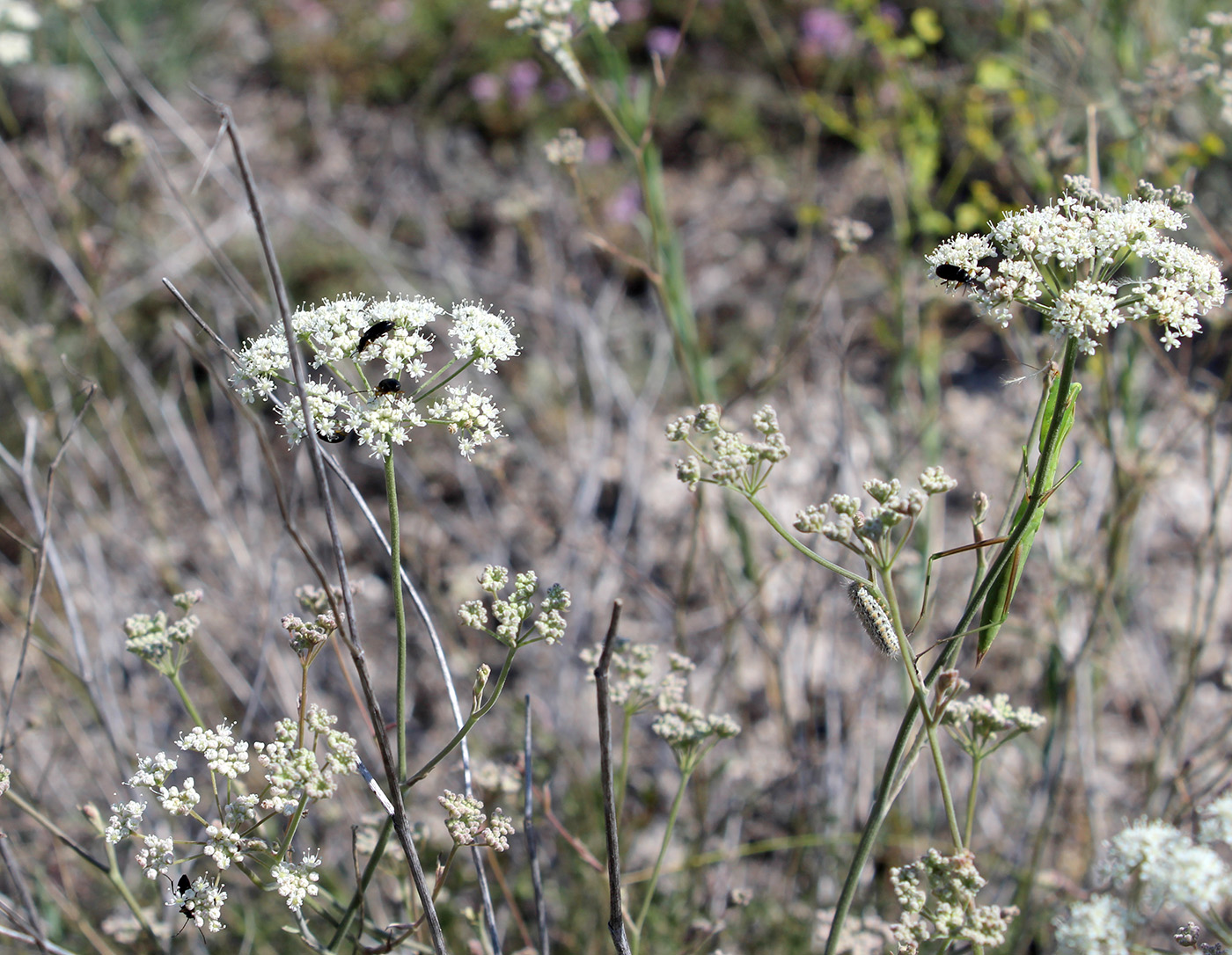 Изображение особи Pimpinella tragium.