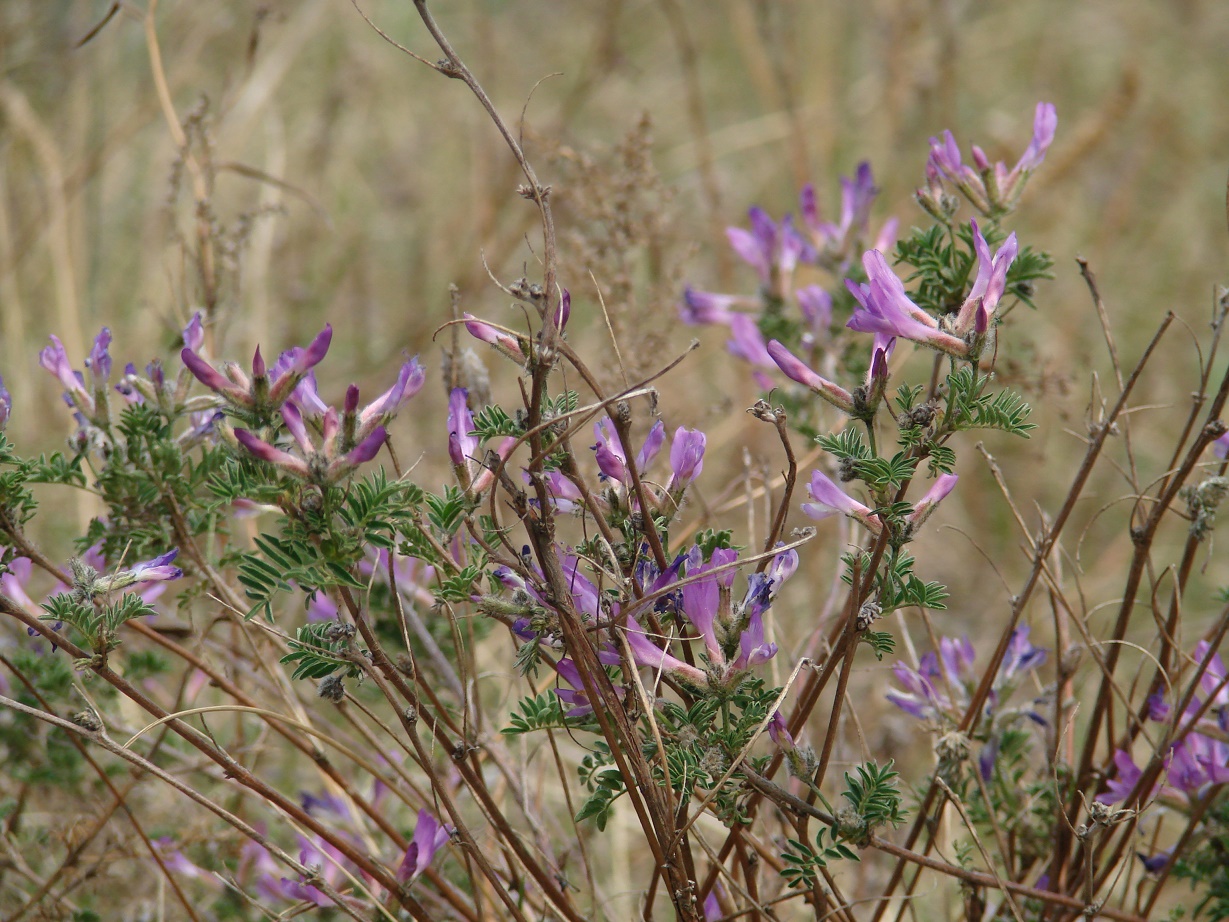 Изображение особи Astragalus suffruticosus.