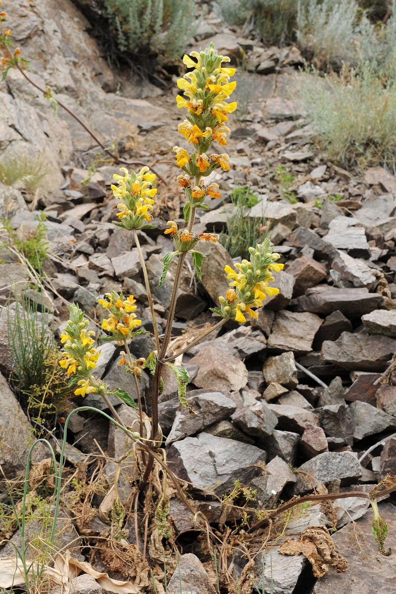 Image of Phlomoides goloskokovii specimen.