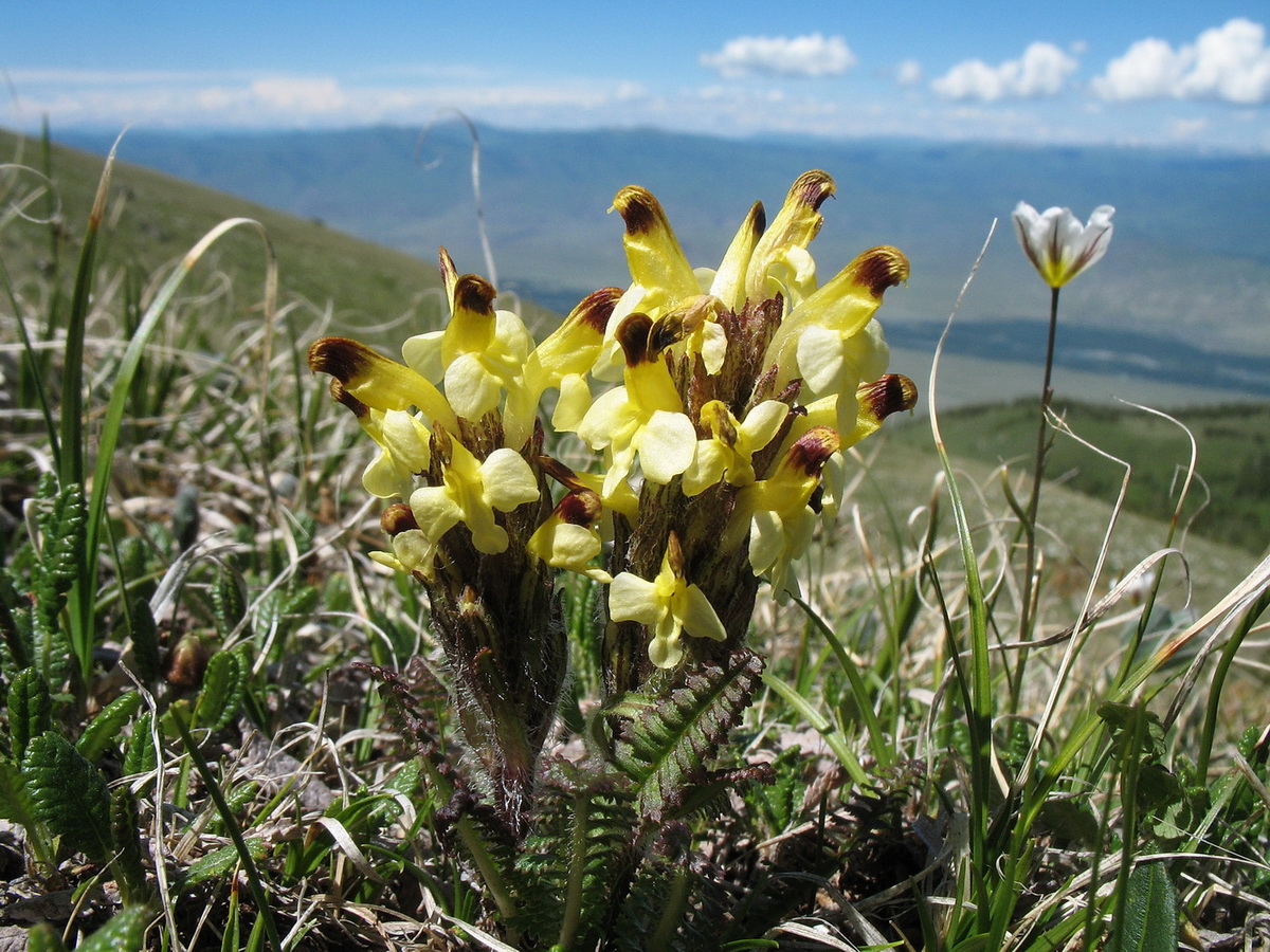 Изображение особи Pedicularis oederi.