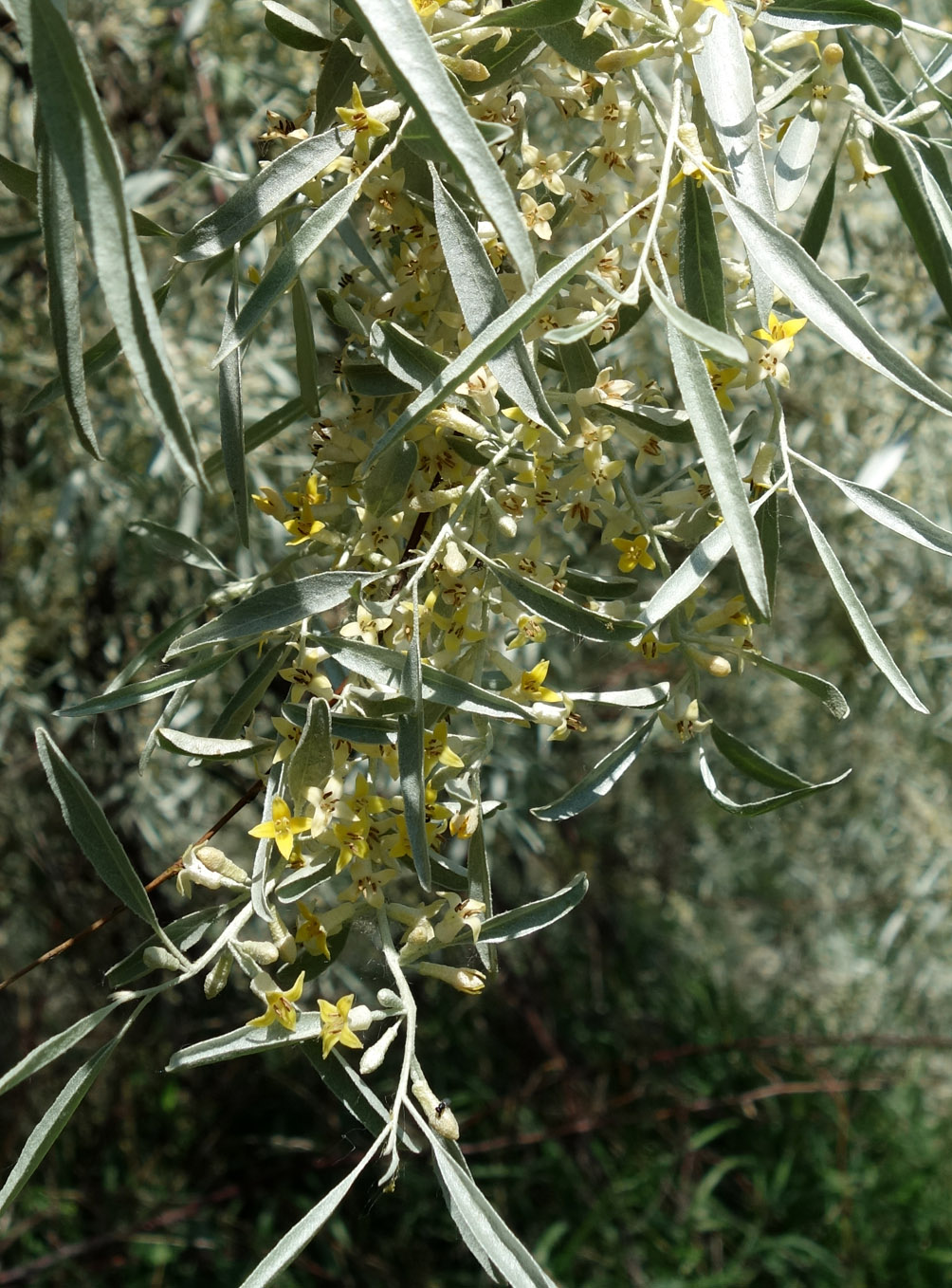 Изображение особи Elaeagnus angustifolia.