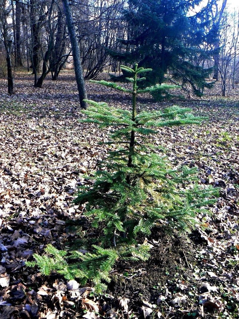 Изображение особи Abies procera.