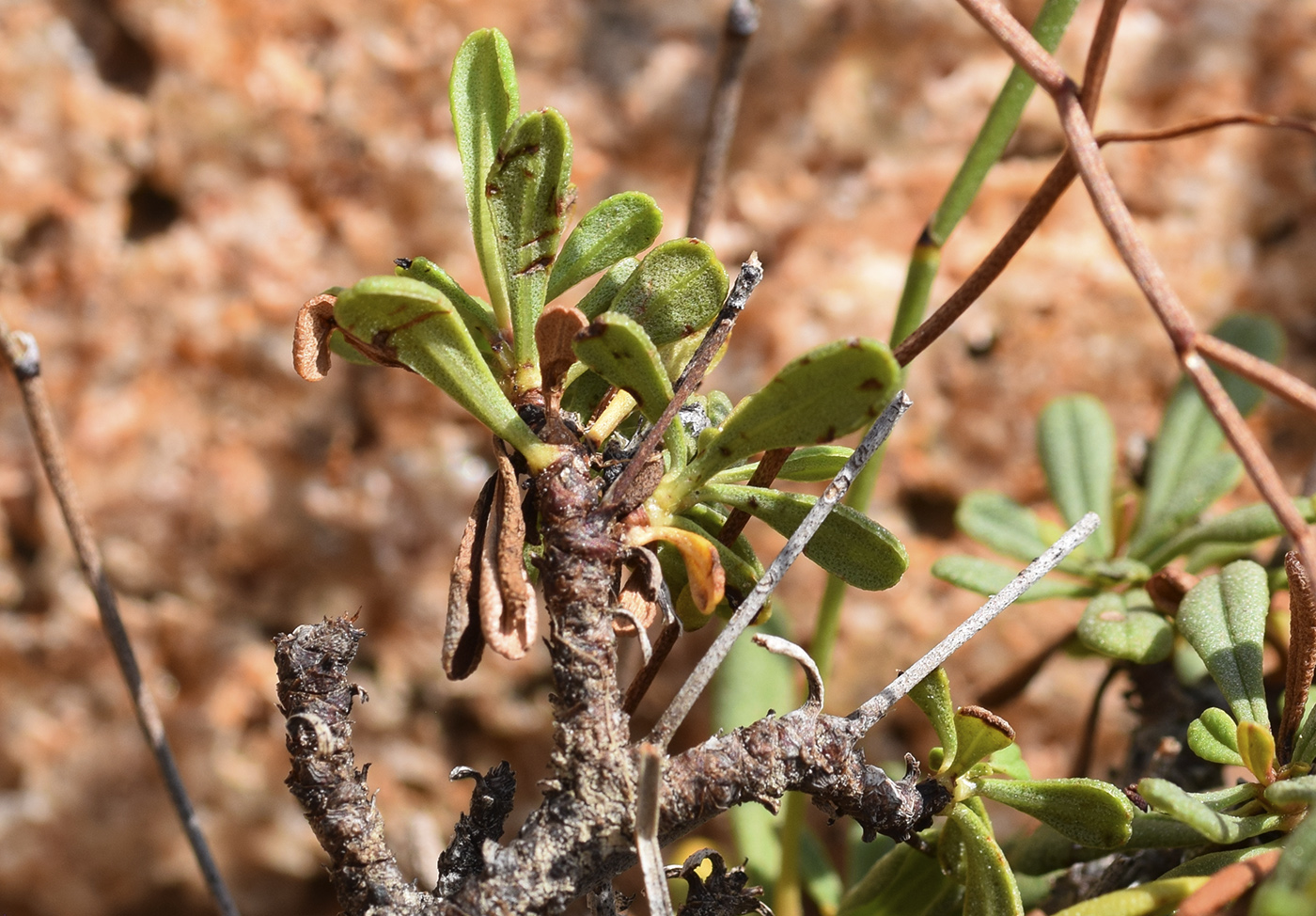 Image of genus Limonium specimen.