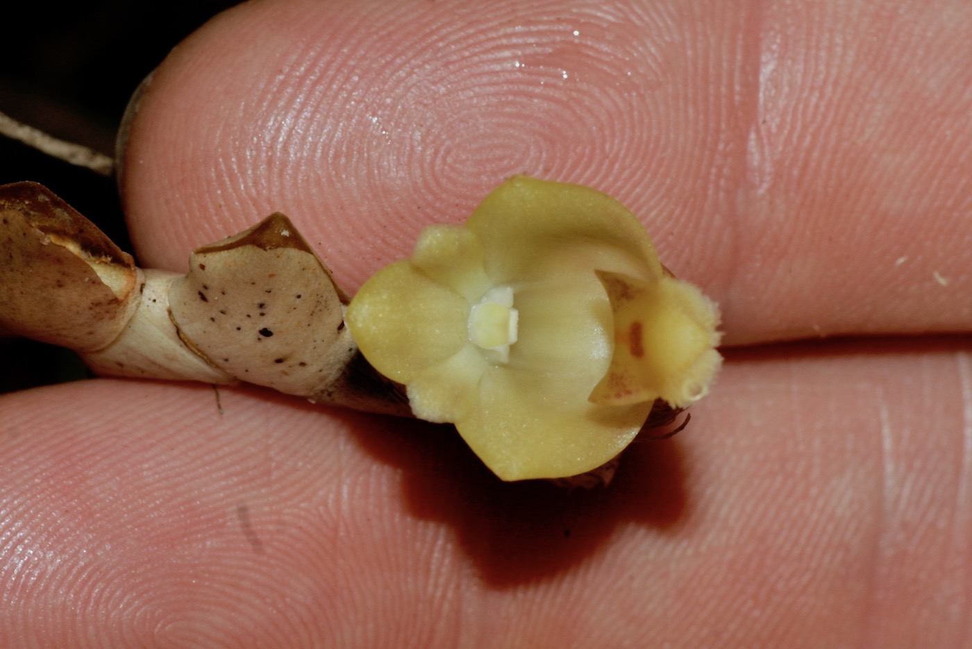 Image of Dendrobium leonis specimen.