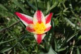 Tulipa berkariensis