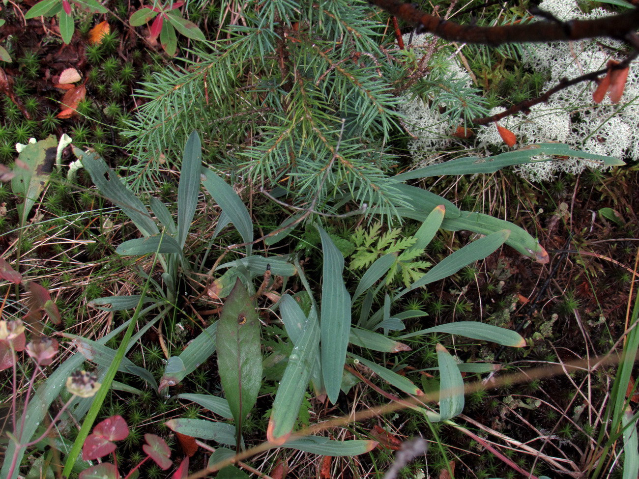 Image of Bupleurum tuschkanczik specimen.