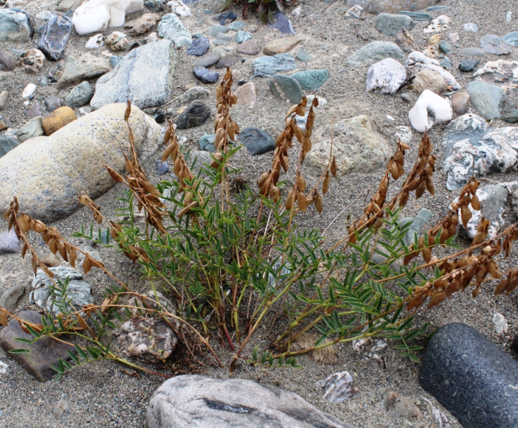 Image of Astragalus gorodkovii specimen.