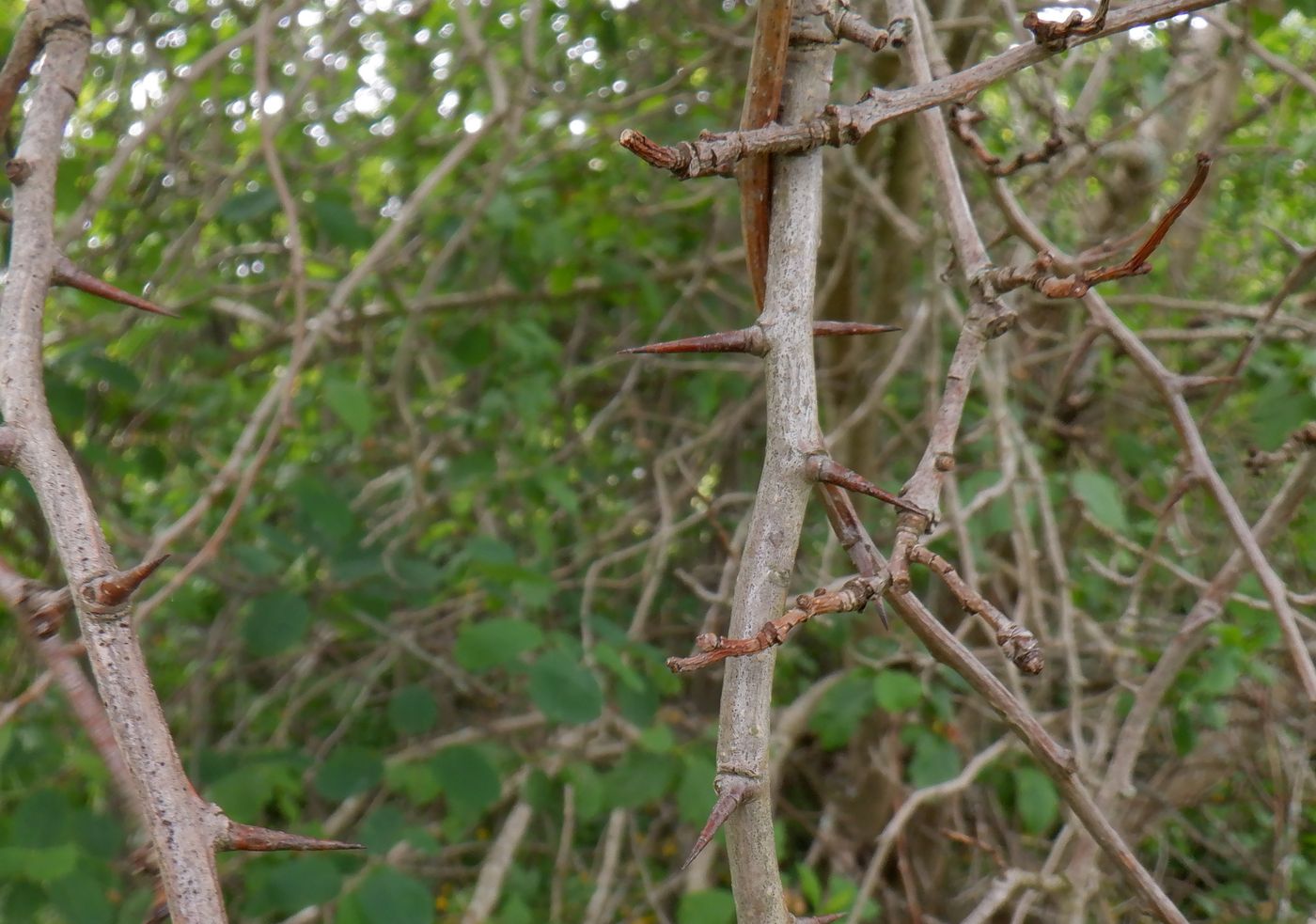 Изображение особи род Crataegus.