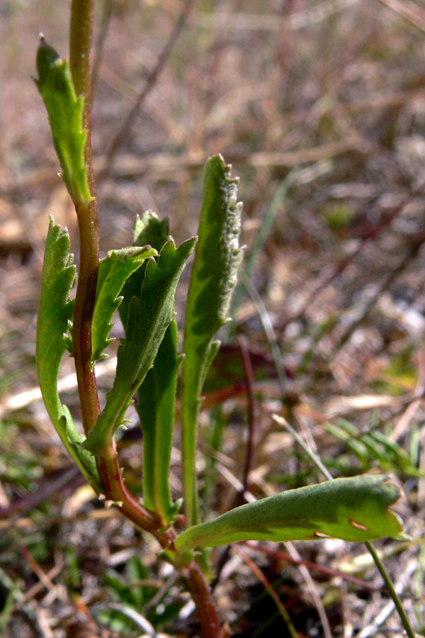 Image of Leucanthemum vulgare specimen.