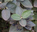 Viburnum lantana