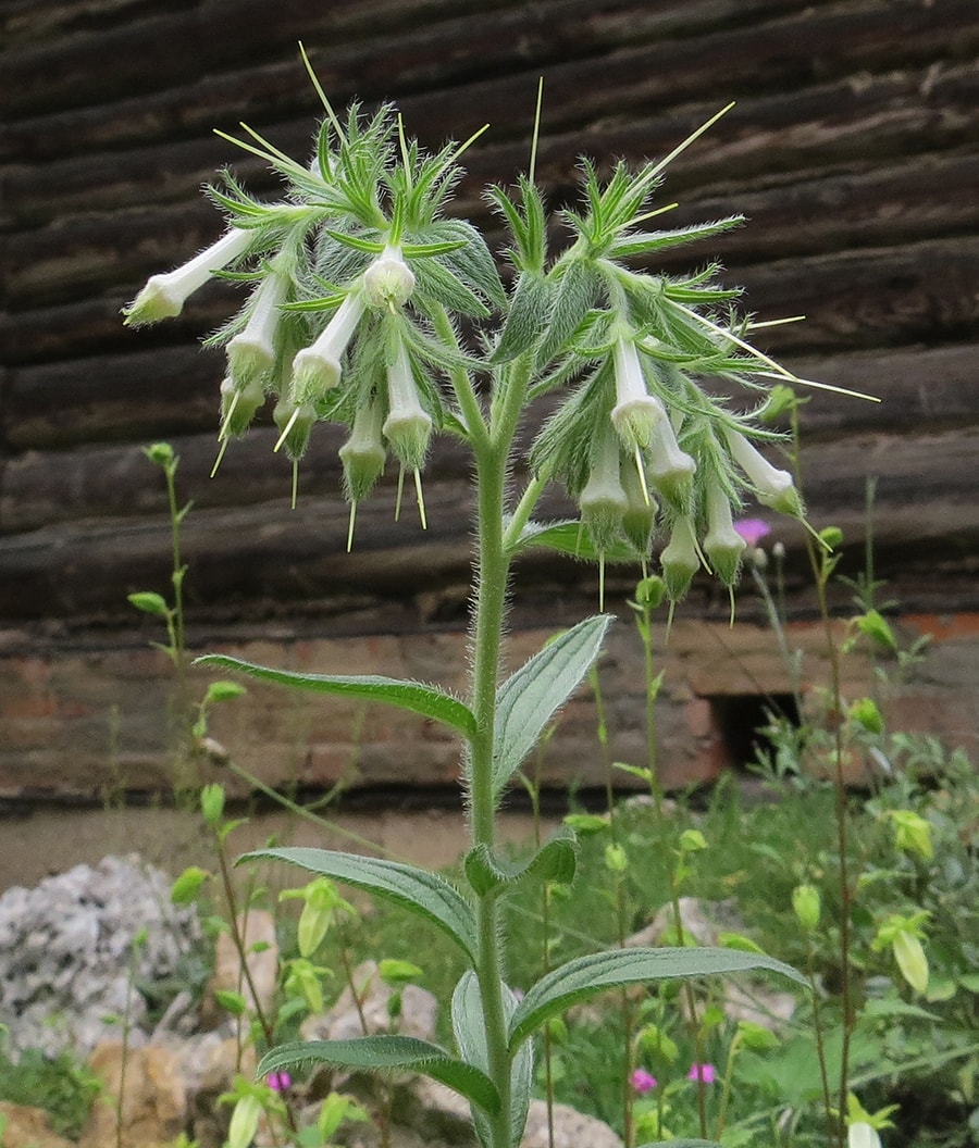 Изображение особи Lithospermum onosmodium.