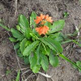 Crossandra subacaulis