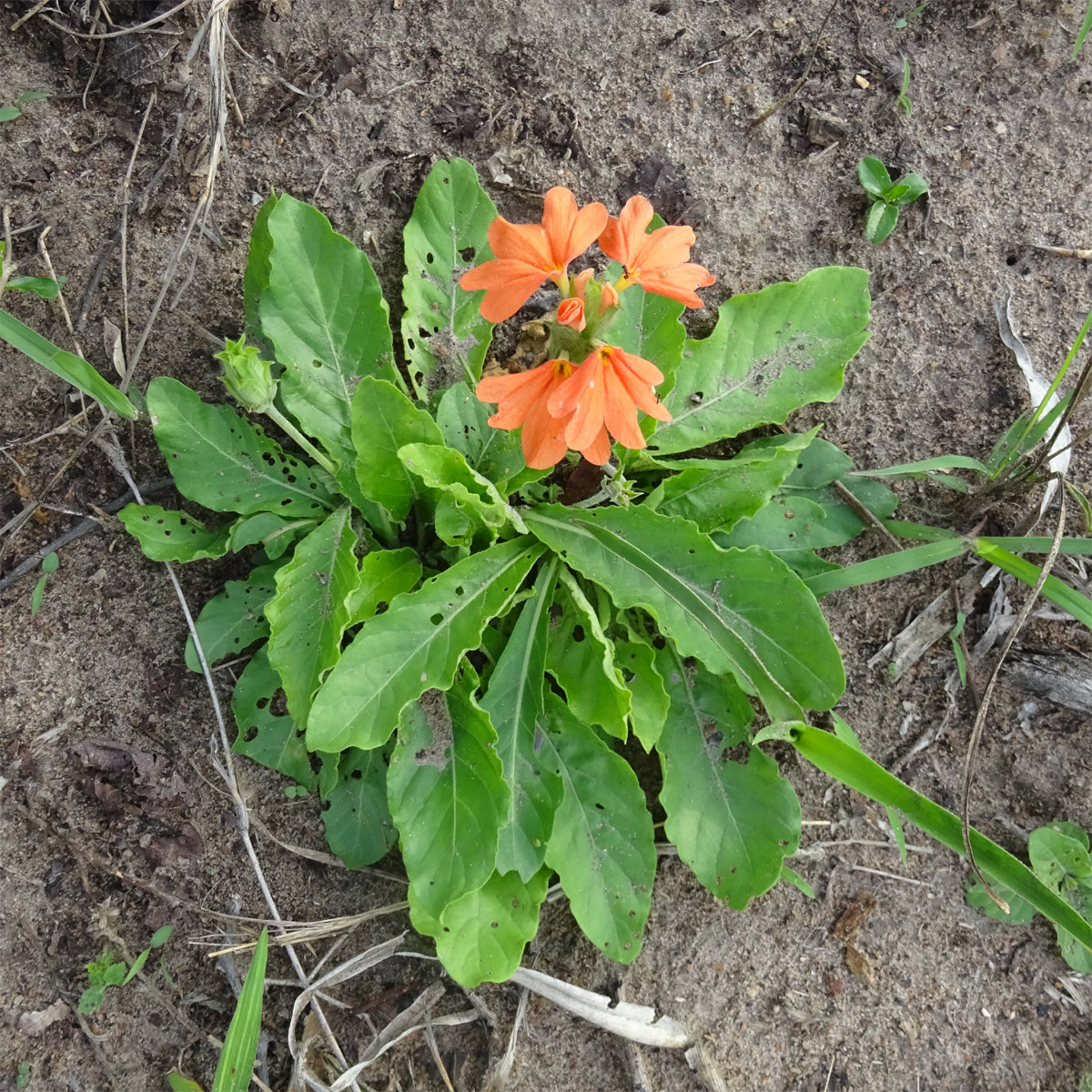 Image of Crossandra subacaulis specimen.