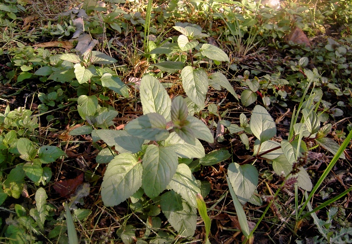 Изображение особи род Mentha.