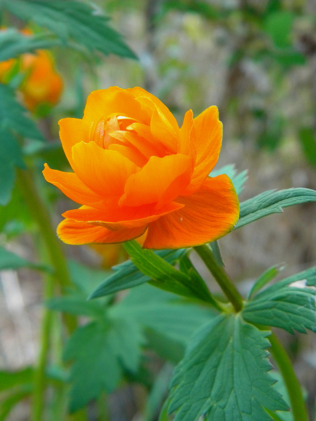 Image of Trollius asiaticus specimen.