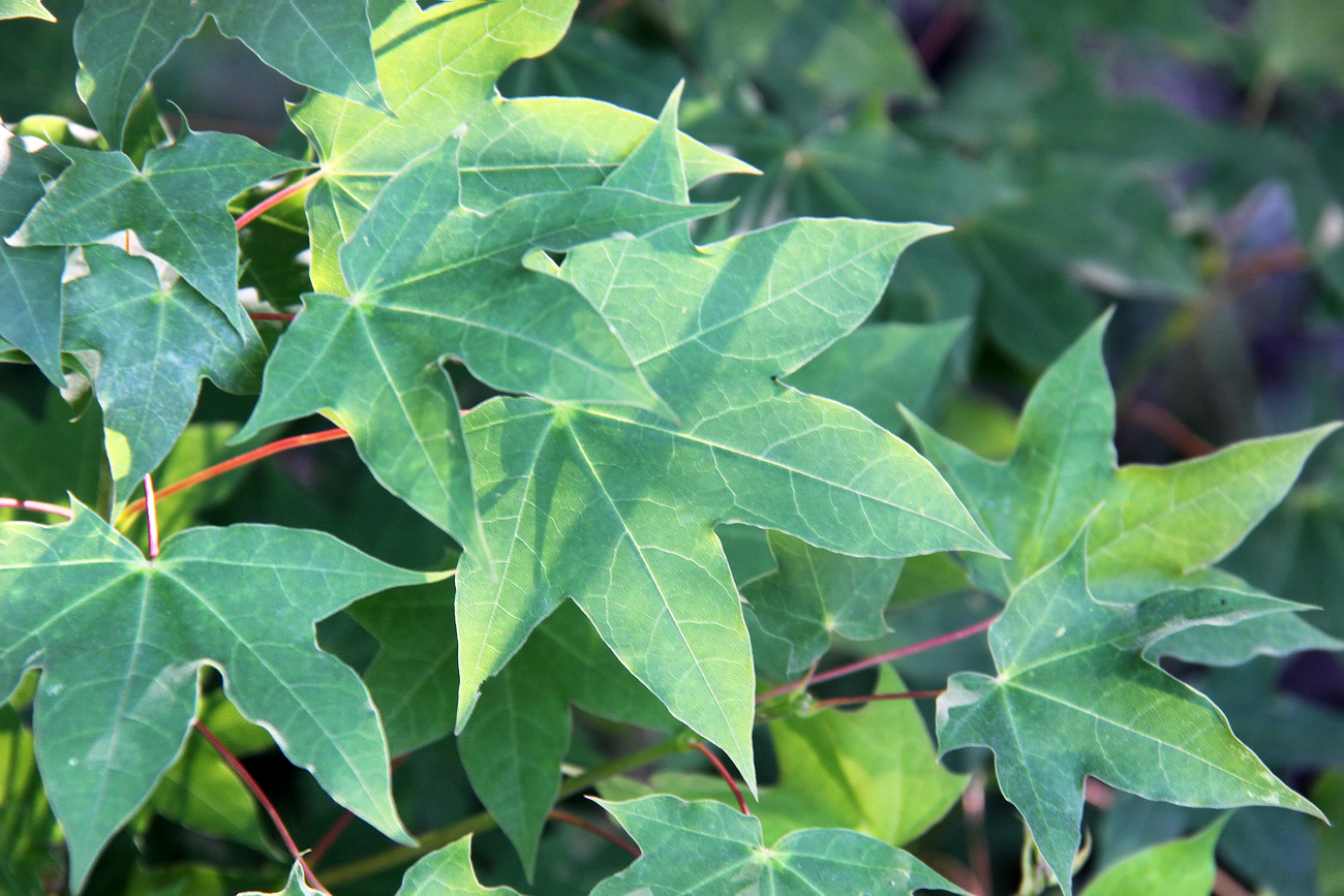 Image of Acer cappadocicum specimen.