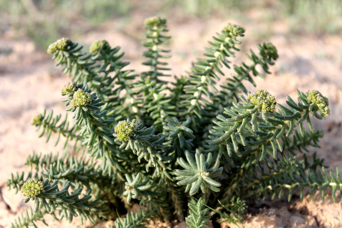 Image of Pseudosedum lievenii specimen.