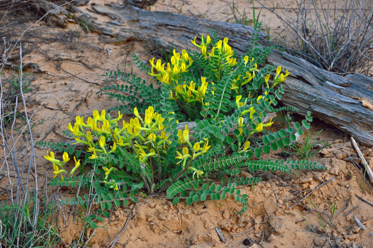 Изображение особи Astragalus longipetalus.