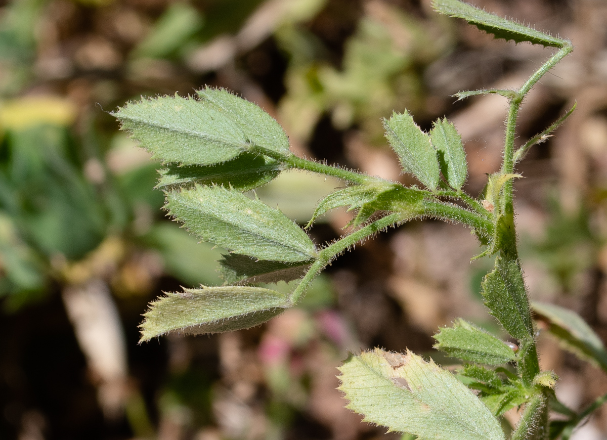 Изображение особи Medicago scutellata.