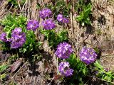 Primula auriculata