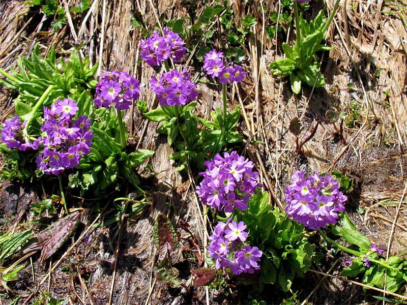 Image of Primula auriculata specimen.