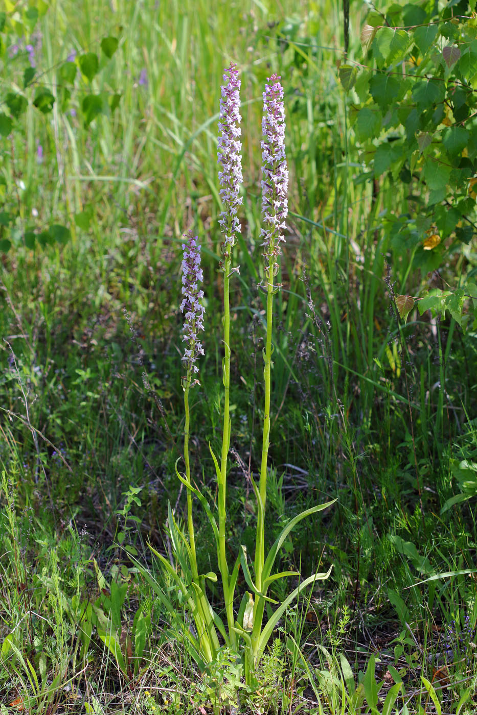 Image of Gymnadenia densiflora specimen.