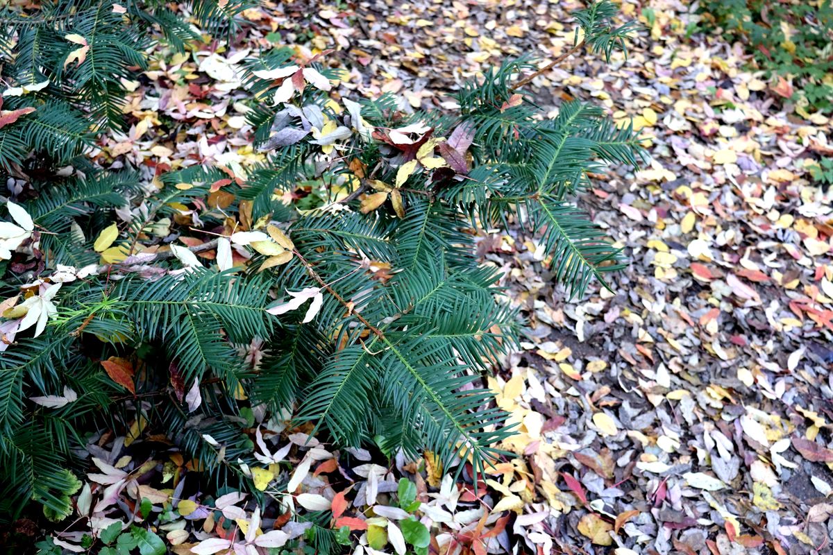 Image of Torreya nucifera specimen.