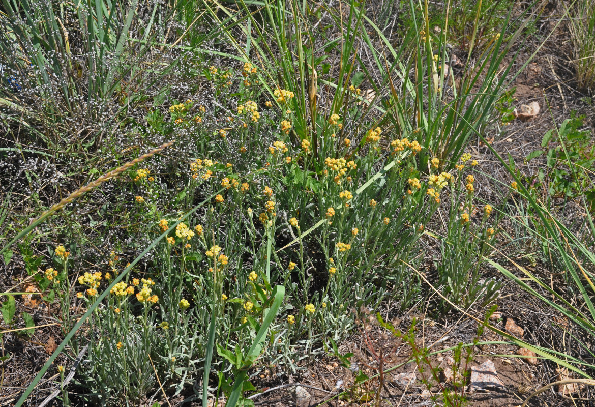 Image of Helichrysum arenarium specimen.