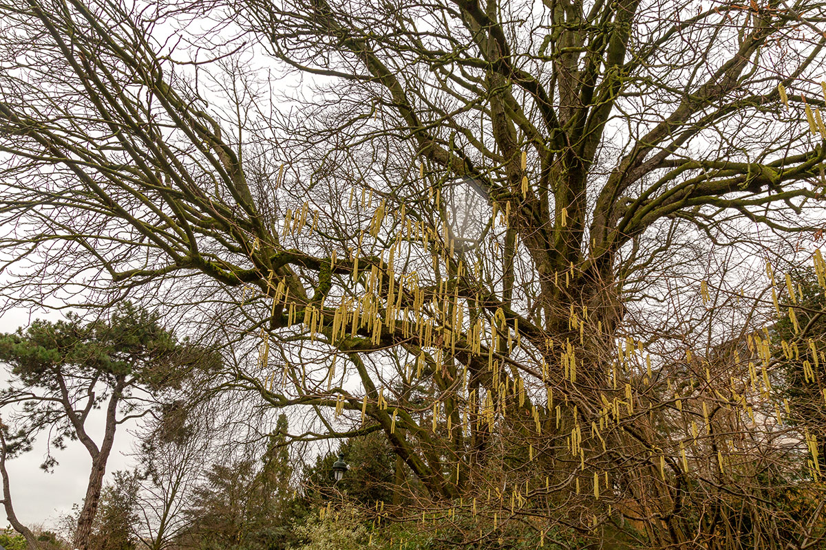 Image of genus Corylus specimen.