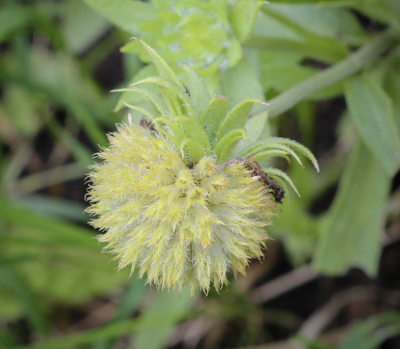 Image of genus Gaillardia specimen.