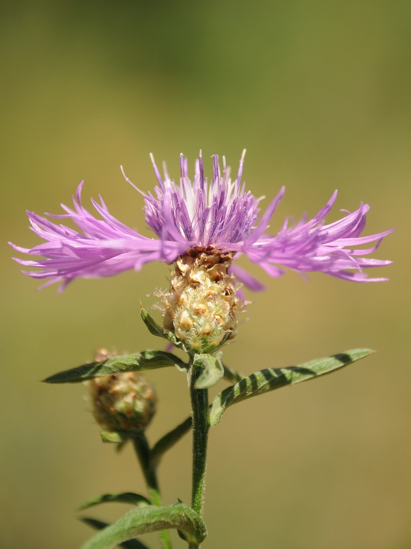 Image of Centaurea jacea specimen.