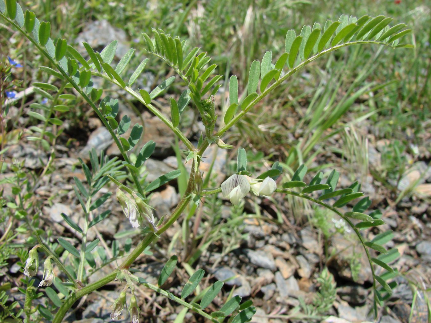 Изображение особи Vicia ervilia.