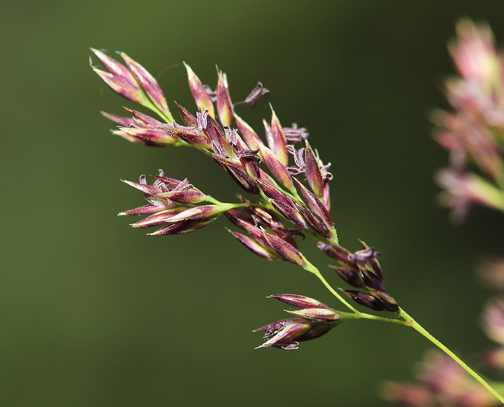 Изображение особи Calamagrostis monticola.