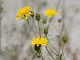 genus Hieracium