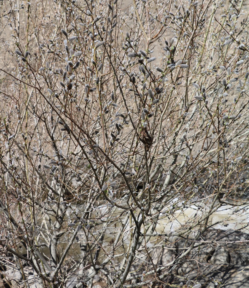 Image of Salix caprea specimen.